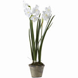 17-inch Table Orchid Garden (Pack of 2)