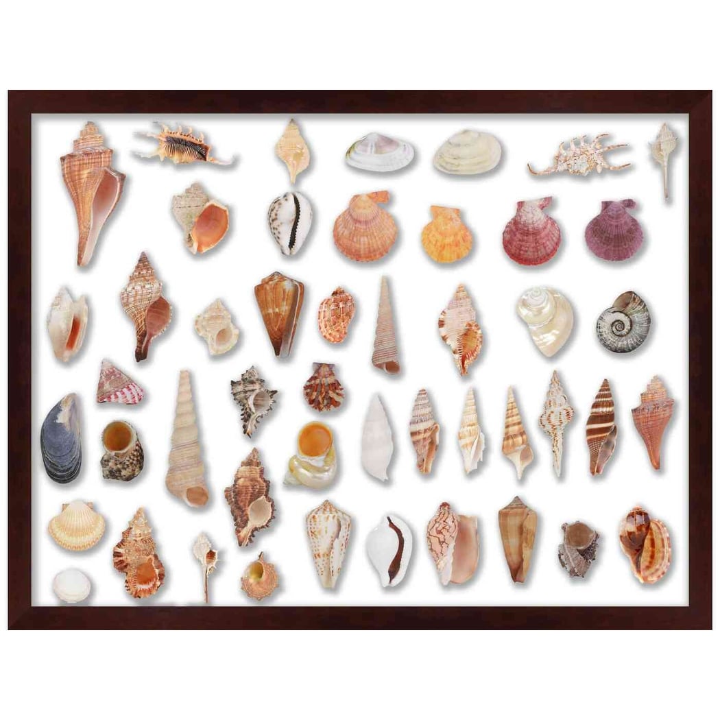 15x18 Cherry Brown | 1" Depth of Usuable Space| Vertical or Horizontal Display | Interior Size 15x18 or 18x15 In