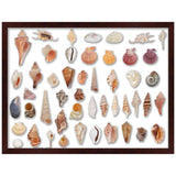 15x18 Cherry Brown | 1" Depth of Usuable Space| Vertical or Horizontal Display | Interior Size 15x18 or 18x15 In