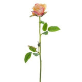 16 19"Real Touch Rose Spray Co - CORAL
