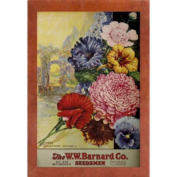 1926 Barnard Asters-VINAPP131501 Framed Print 20"x13.25" by Vintage Apple Collection