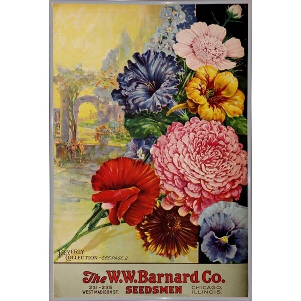 1926 Barnard Asters-VINAPP131501 Framed Print 20"x13.25" by Vintage Apple Collection