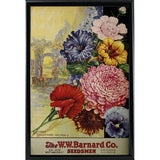 1926 Barnard Asters-VINAPP131501 Framed Print 20"x13.25" by Vintage Apple Collection