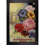 1926 Barnard Asters-VINAPP131501 Framed Print 20"x13.25" by Vintage Apple Collection