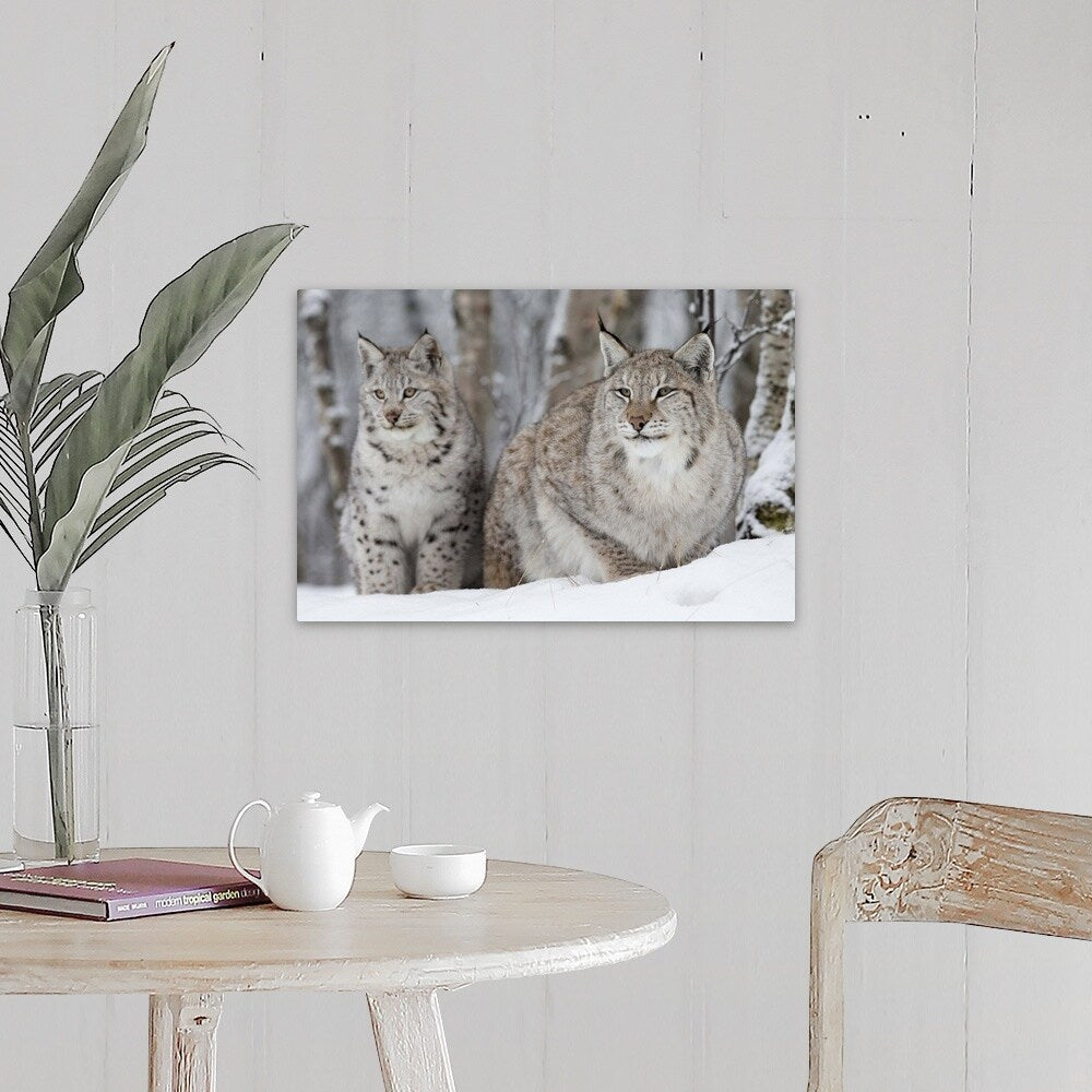 "A Lynx with her cub" Canvas Wall Art