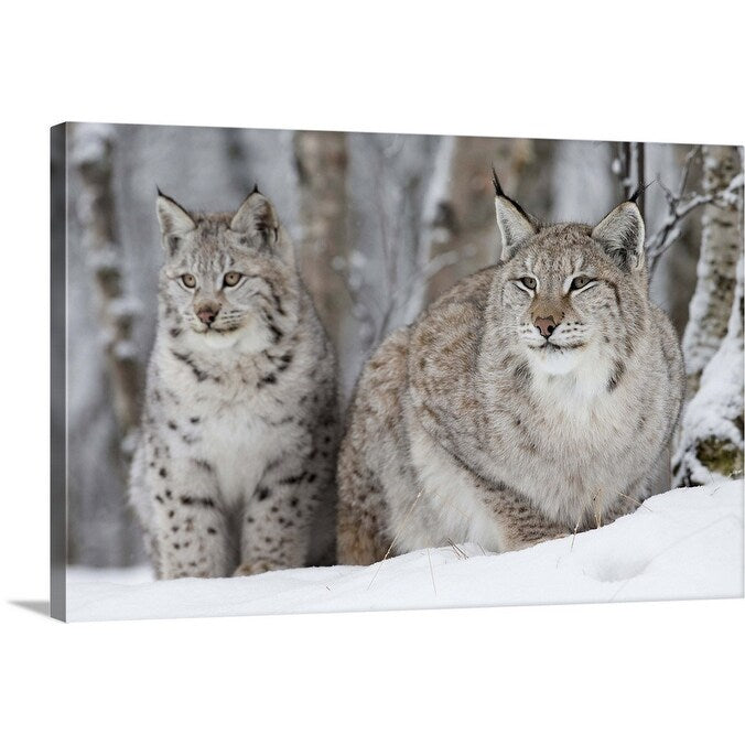 "A Lynx with her cub" Canvas Wall Art