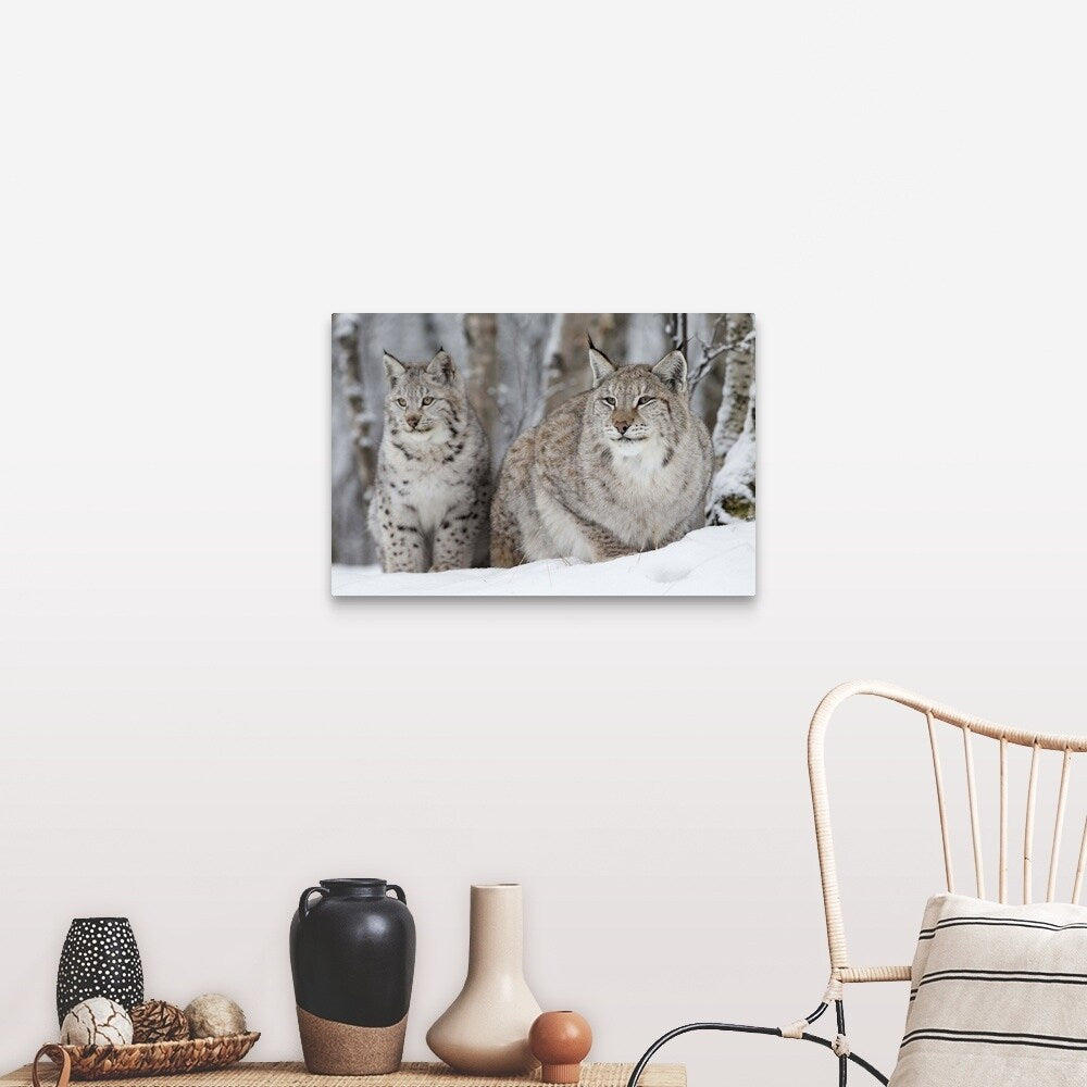"A Lynx with her cub" Canvas Wall Art