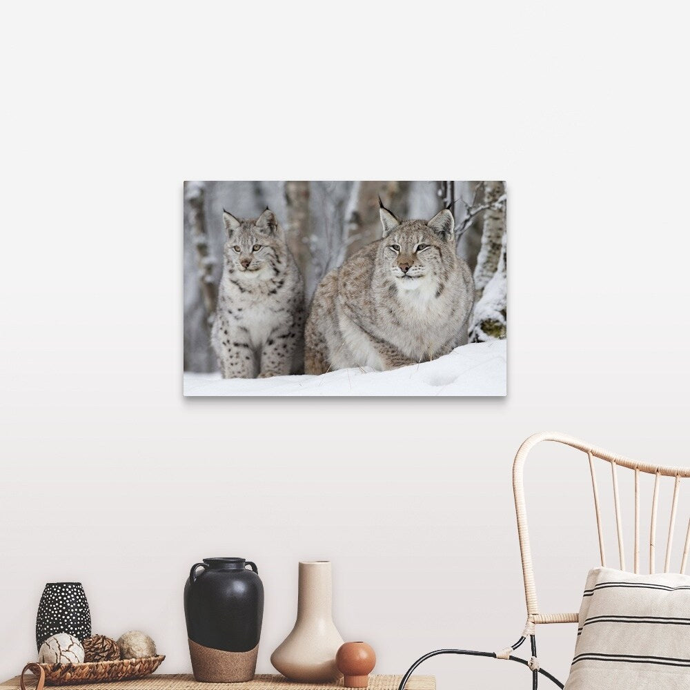 "A Lynx with her cub" Canvas Wall Art