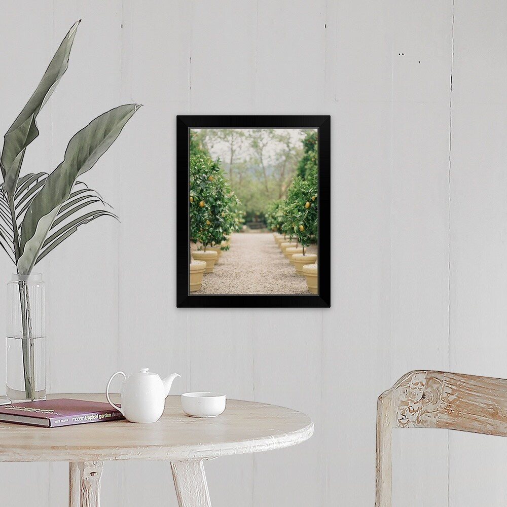 "A path of potted lemon trees" Black Framed Print