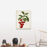 "Antique Fruit II" Canvas Wall Art