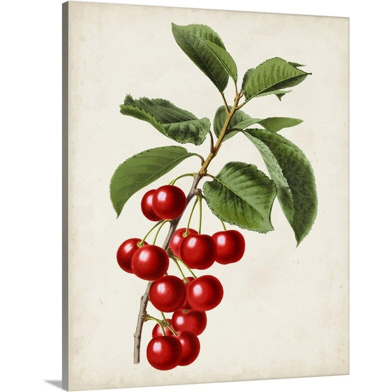 "Antique Fruit II" Canvas Wall Art