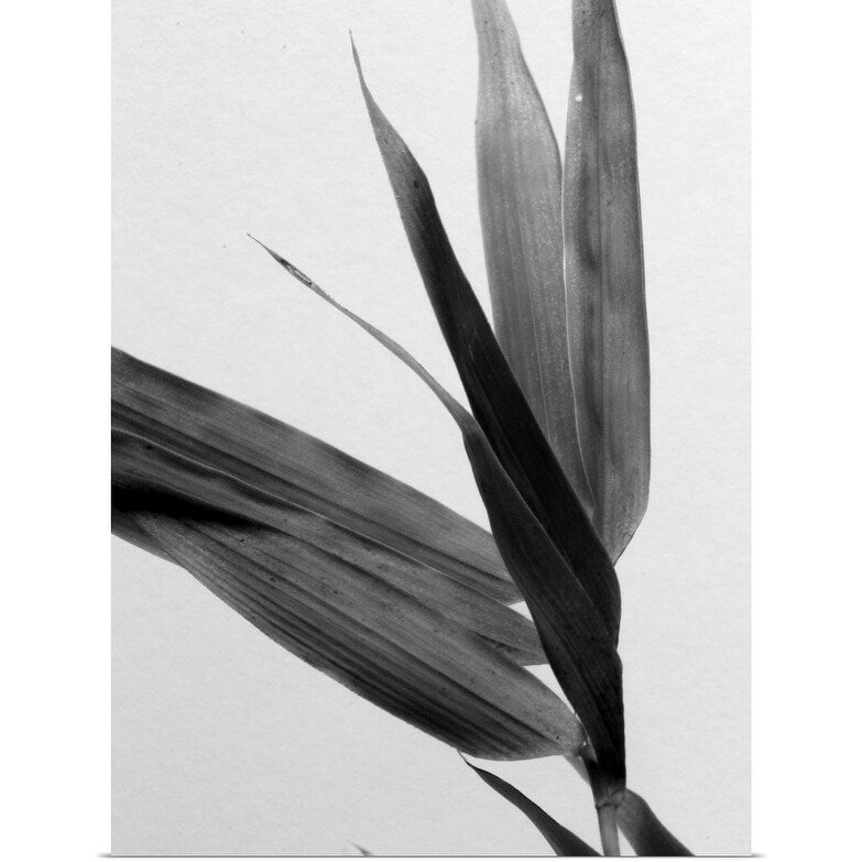 "B&W Bamboo III" Poster Print