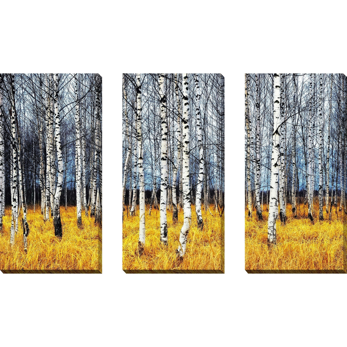 "Birch Trees 2" 3 Piece Set on Canvas