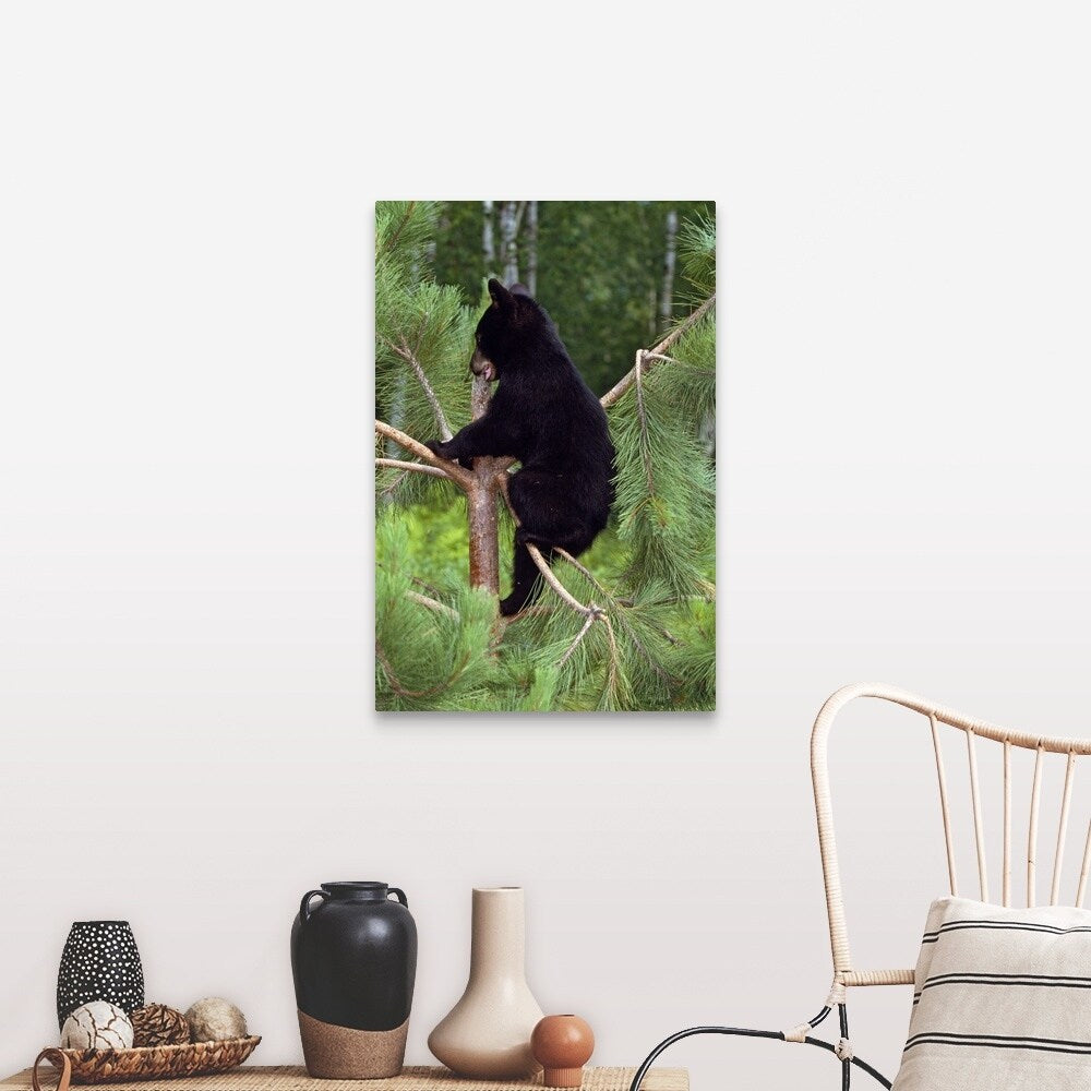 "Black bear cub climbing in pine tree, Minnesota" Canvas Wall Art