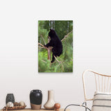 "Black bear cub climbing in pine tree, Minnesota" Canvas Wall Art