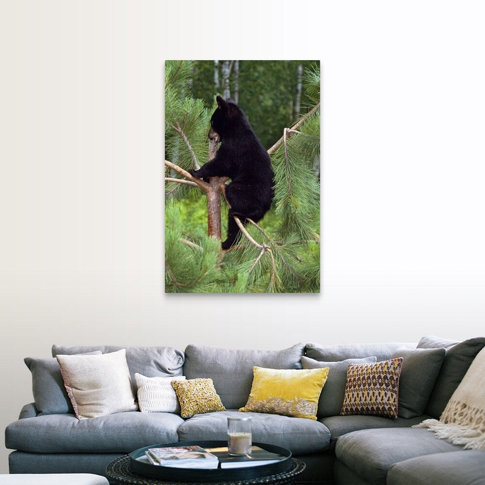 "Black bear cub climbing in pine tree, Minnesota" Canvas Wall Art