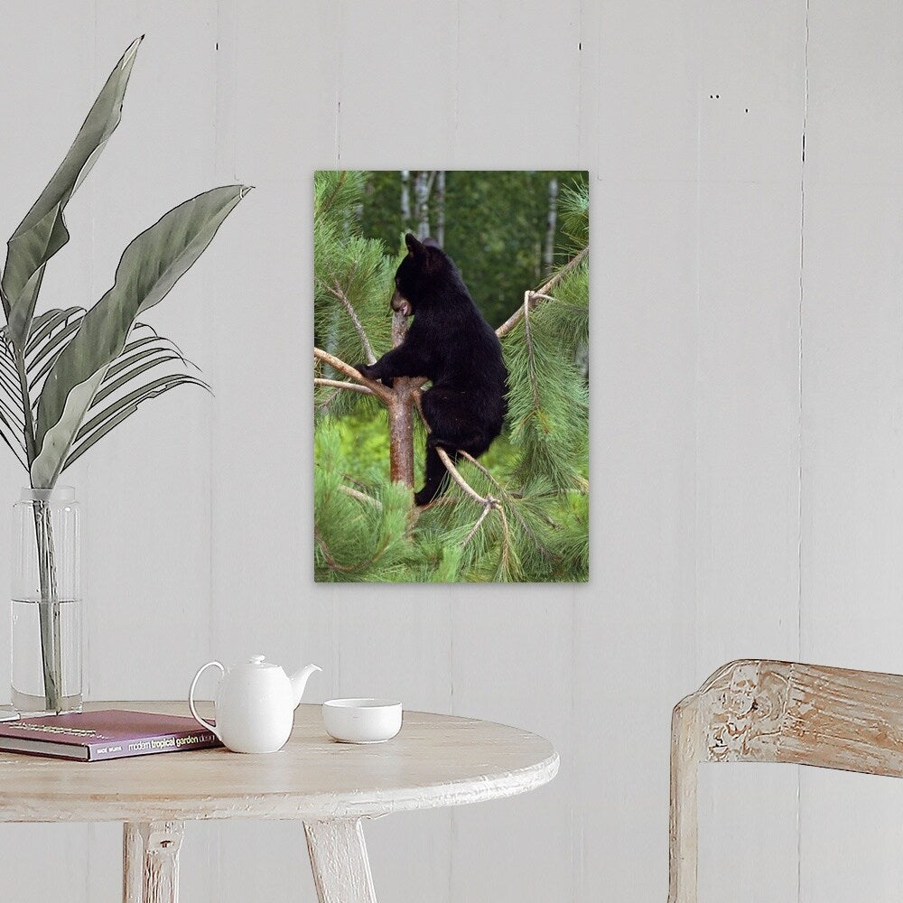 "Black bear cub climbing in pine tree, Minnesota" Canvas Wall Art
