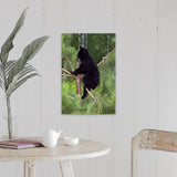 "Black bear cub climbing in pine tree, Minnesota" Canvas Wall Art