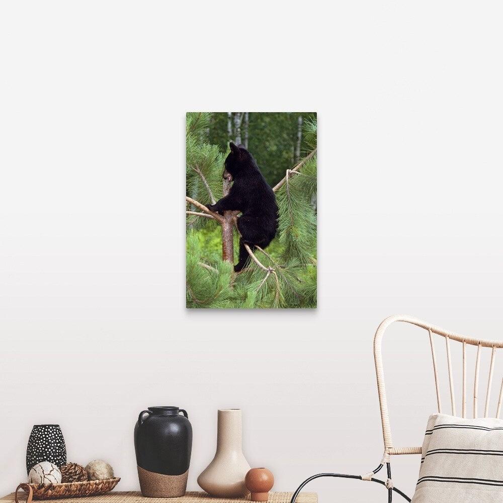 "Black bear cub climbing in pine tree, Minnesota" Canvas Wall Art