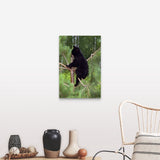 "Black bear cub climbing in pine tree, Minnesota" Canvas Wall Art