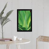 "Cactus, southern California" Black Framed Print