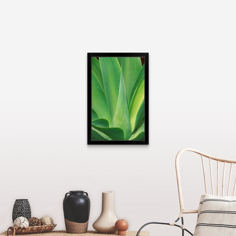 "Cactus, southern California" Black Framed Print
