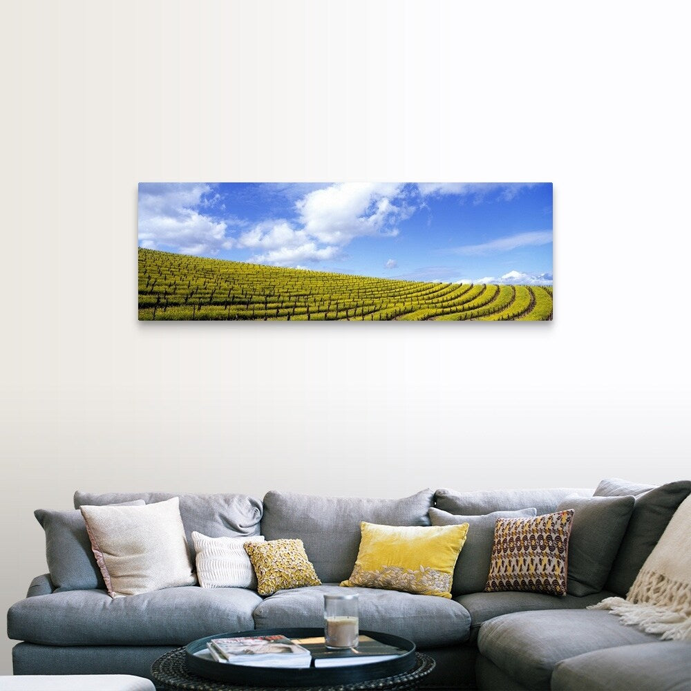 "California, Napa Valley, mustard" Canvas Wall Art