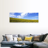 "California, Napa Valley, mustard" Canvas Wall Art