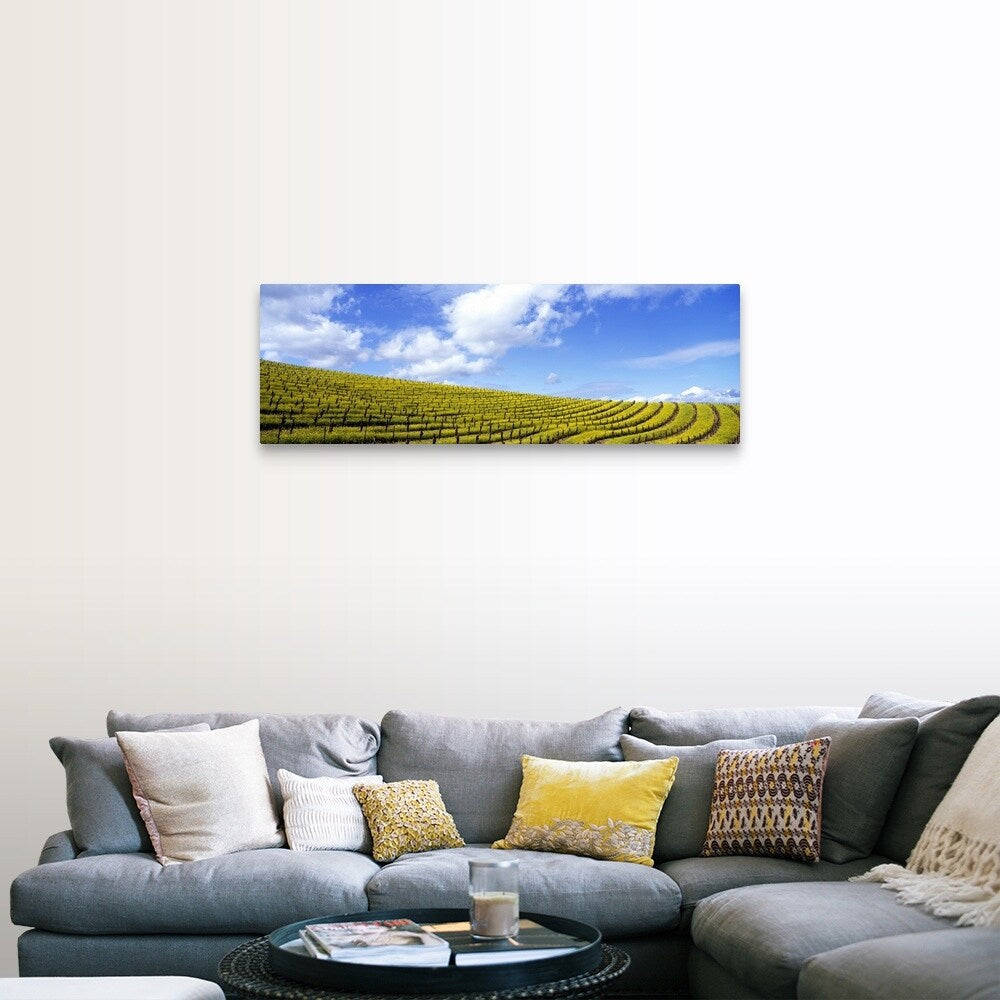 "California, Napa Valley, mustard" Canvas Wall Art