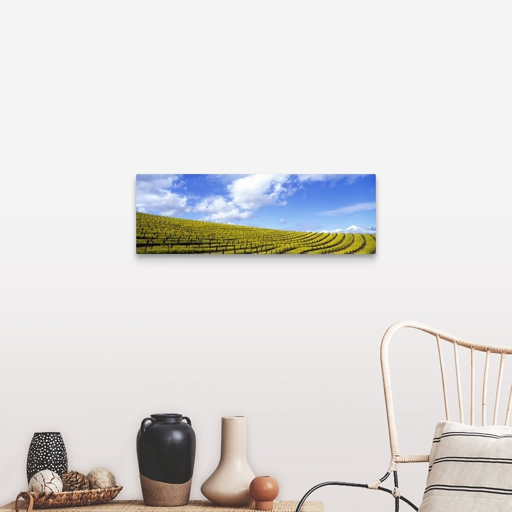 "California, Napa Valley, mustard" Canvas Wall Art