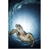 "Cayman Sun ball turtle" Poster Print - Multi