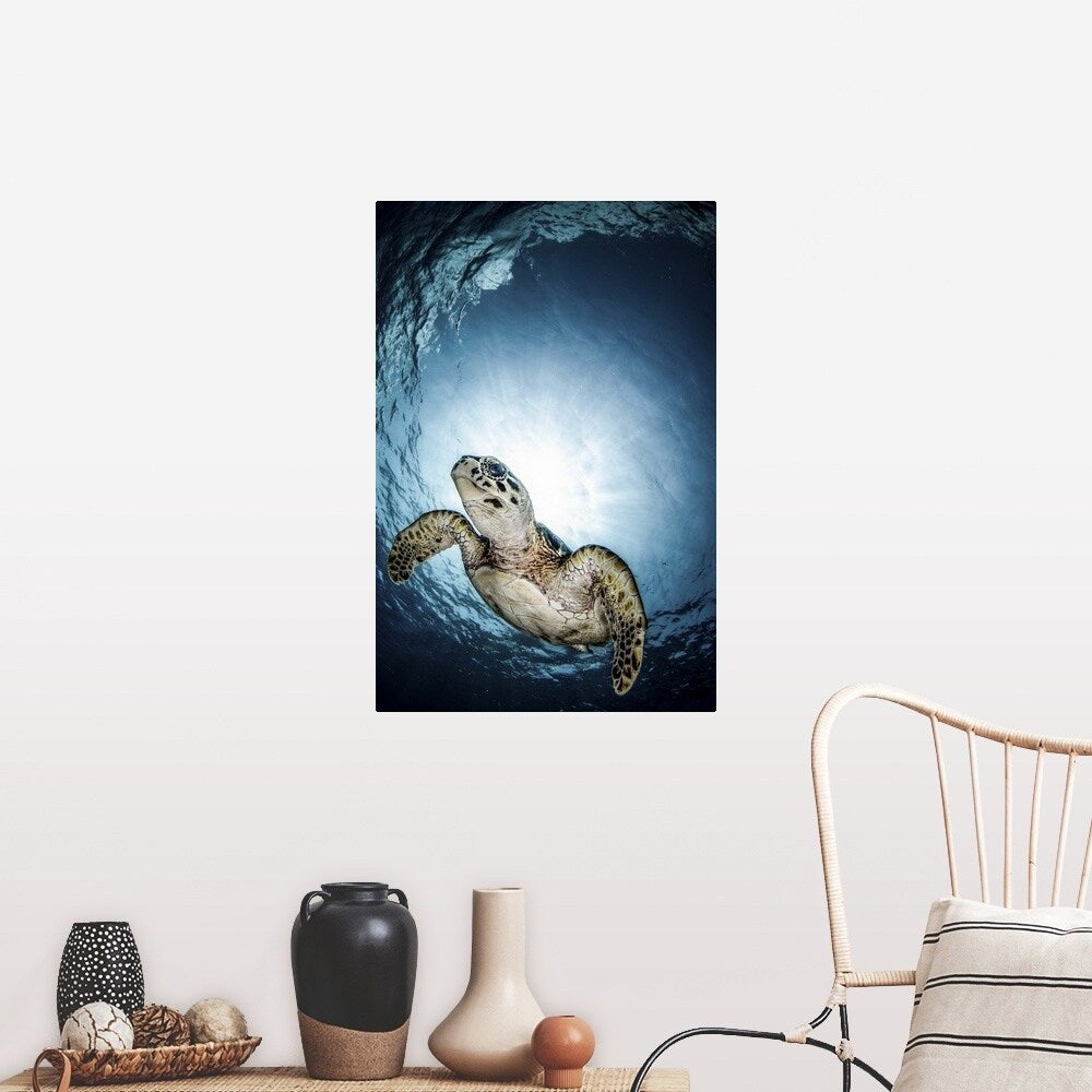 "Cayman Sun ball turtle" Poster Print - Multi