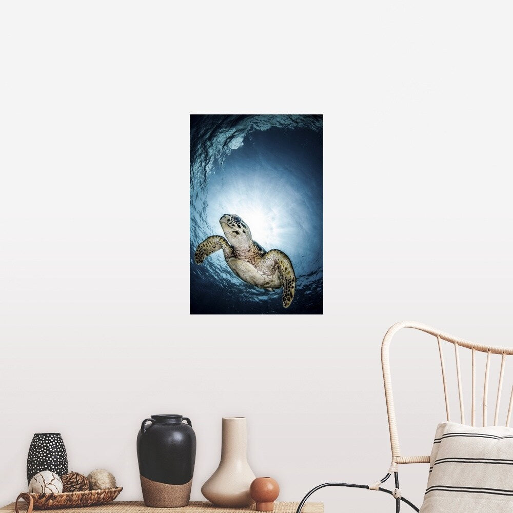 "Cayman Sun ball turtle" Poster Print - Multi