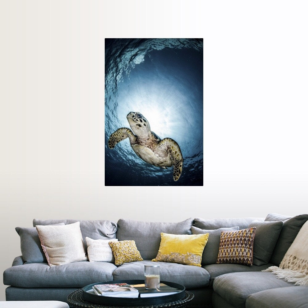 "Cayman Sun ball turtle" Poster Print - Multi
