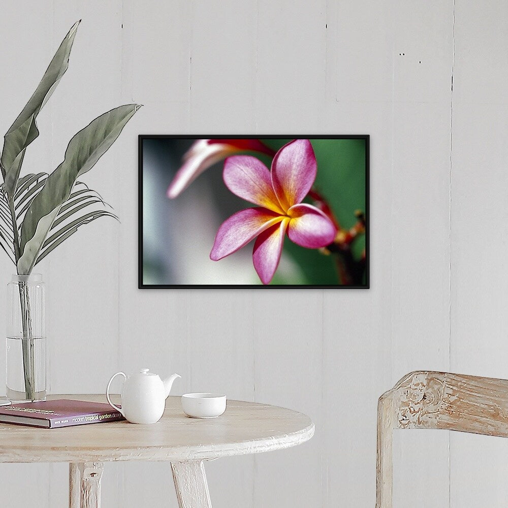 "Close up of a frangipani (Plumeria) flower" Black Float Frame Canvas Art
