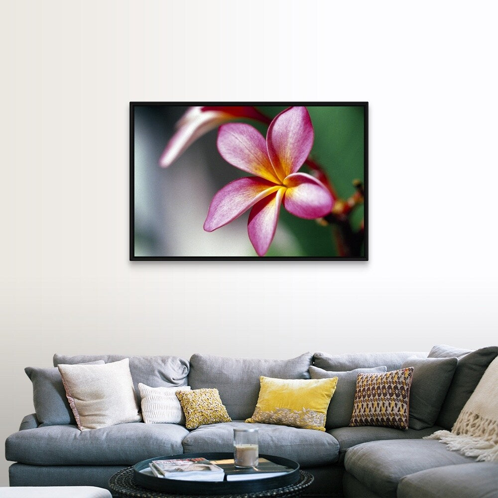 "Close up of a frangipani (Plumeria) flower" Black Float Frame Canvas Art