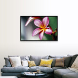 "Close up of a frangipani (Plumeria) flower" Black Float Frame Canvas Art