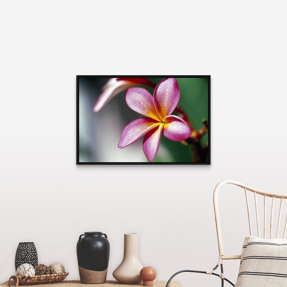 "Close up of a frangipani (Plumeria) flower" Black Float Frame Canvas Art