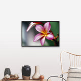 "Close up of a frangipani (Plumeria) flower" Black Float Frame Canvas Art