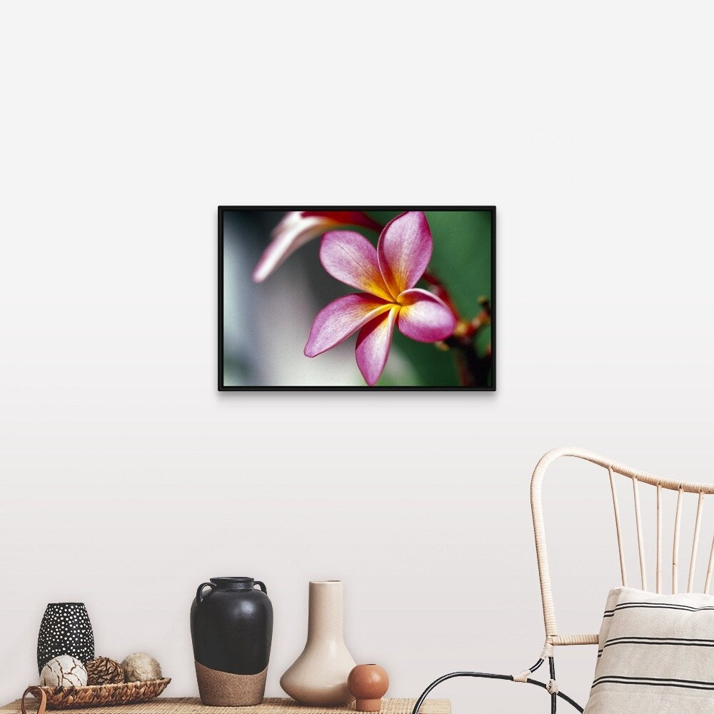 "Close up of a frangipani (Plumeria) flower" Black Float Frame Canvas Art