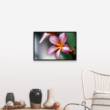 "Close up of a frangipani (Plumeria) flower" Black Float Frame Canvas Art