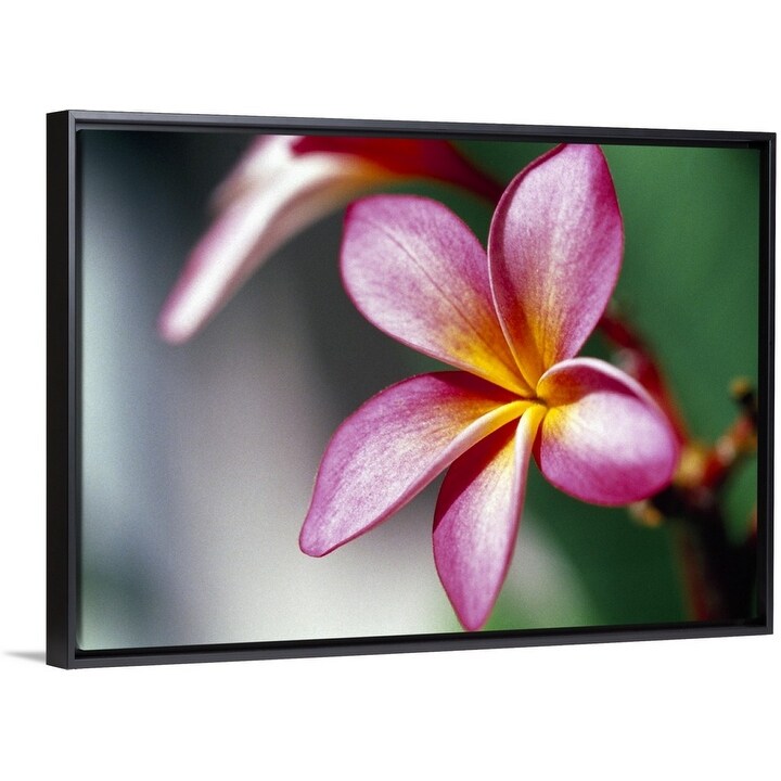 "Close up of a frangipani (Plumeria) flower" Black Float Frame Canvas Art