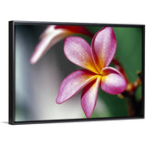 "Close up of a frangipani (Plumeria) flower" Black Float Frame Canvas Art