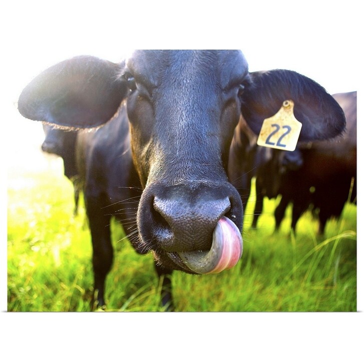 "Close-up of cow with tongue up its nose" Poster Print - Multi