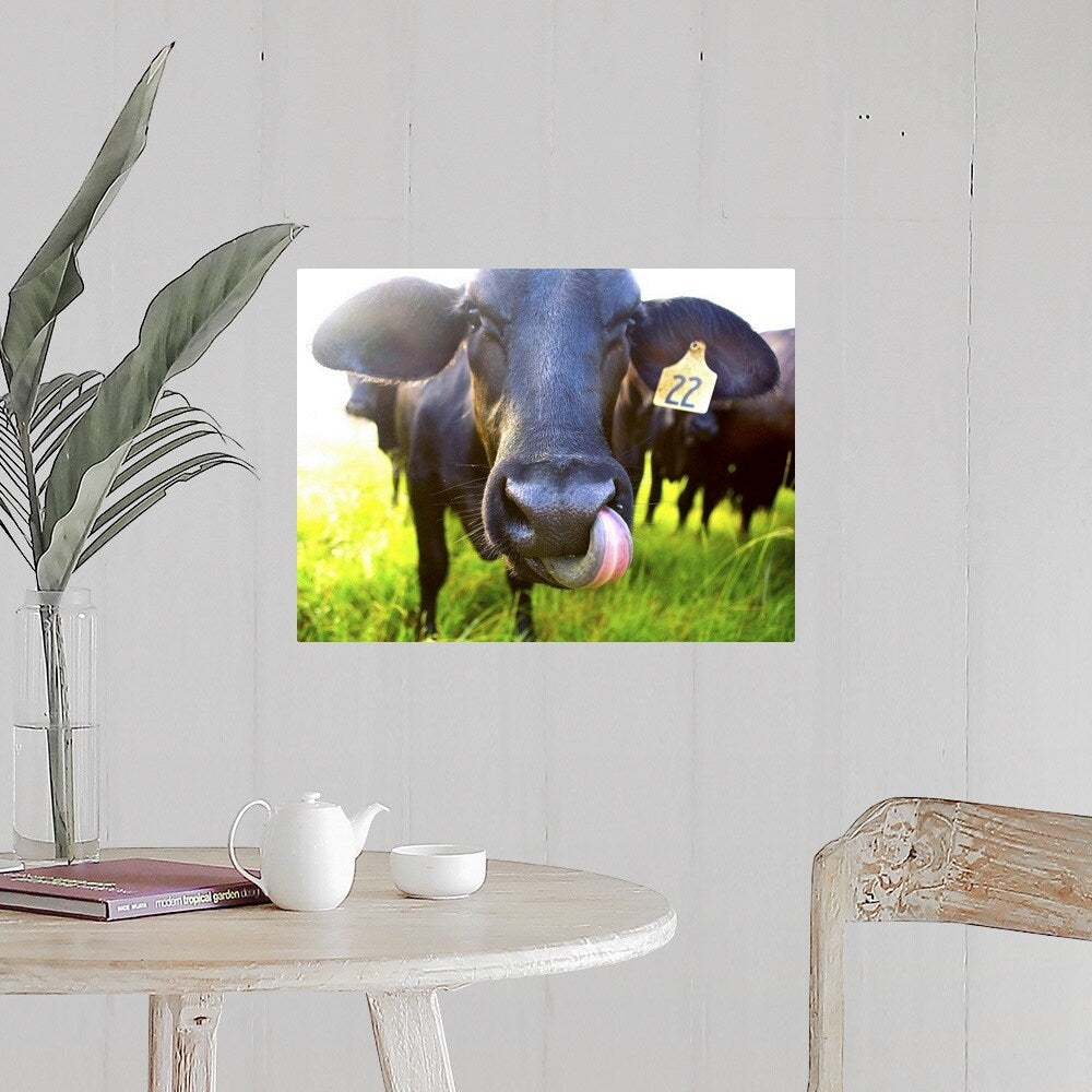 "Close-up of cow with tongue up its nose" Poster Print - Multi