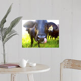 "Close-up of cow with tongue up its nose" Poster Print - Multi