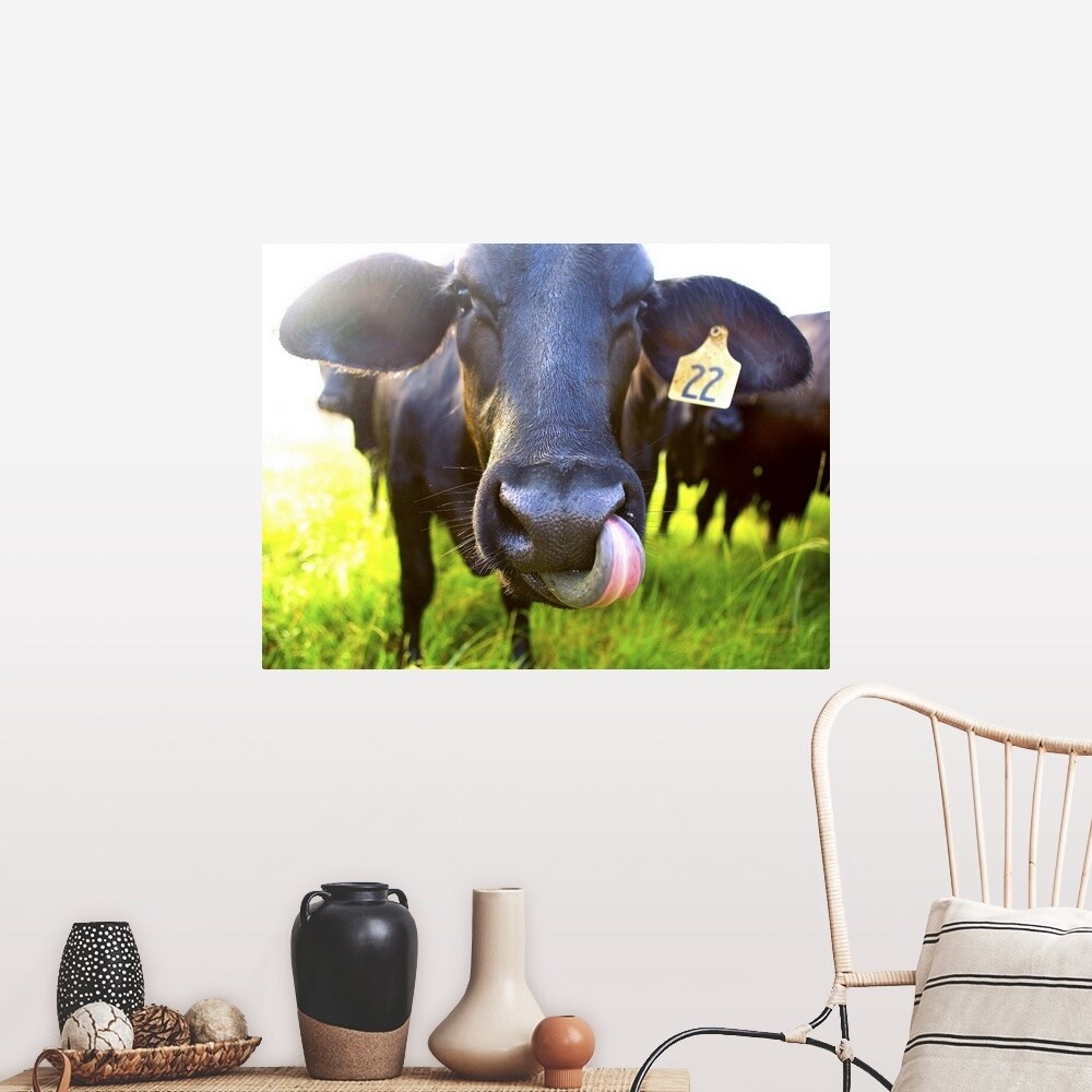 "Close-up of cow with tongue up its nose" Poster Print - Multi