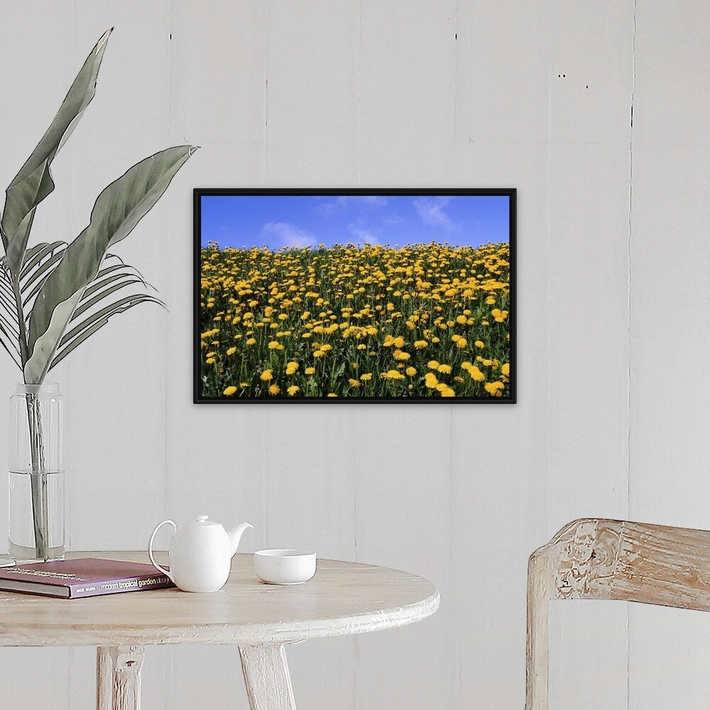 "Close-up of dandelion flowers in a field, Iceland" Black Float Frame Canvas Art