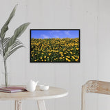 "Close-up of dandelion flowers in a field, Iceland" Black Float Frame Canvas Art