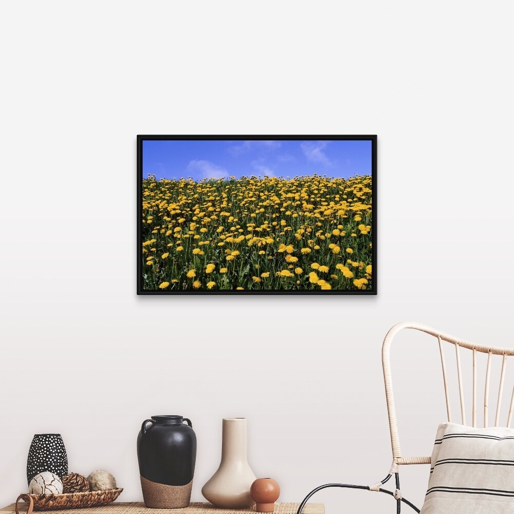 "Close-up of dandelion flowers in a field, Iceland" Black Float Frame Canvas Art